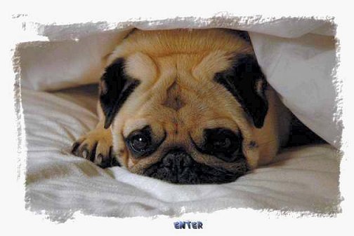 Welcome to Raevon and Edendale Pugs