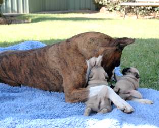 Fergie the Boxer with the Puglets