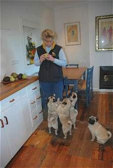 Belinda in the kitchen with her Pugs