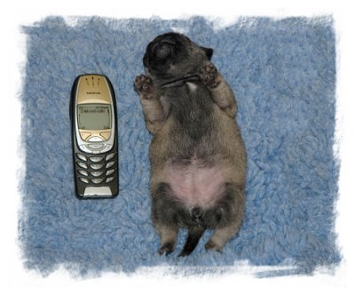 2 week old Pug puppy. Been on that 'phone ALL day .
