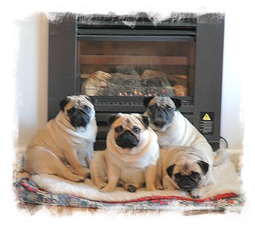 Where else would you expect to find puglets on a cold winters' day?