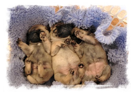 Rescue Puppies on Pug Eye Ulcers Hand Rearing Orphan Puppies Pug Rescue
