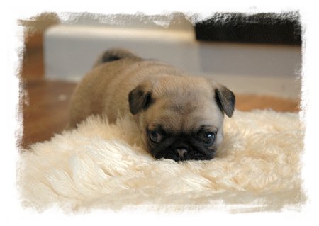 Pug Puppy Pug Puppy