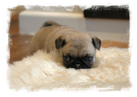 4 week old Pug puppy