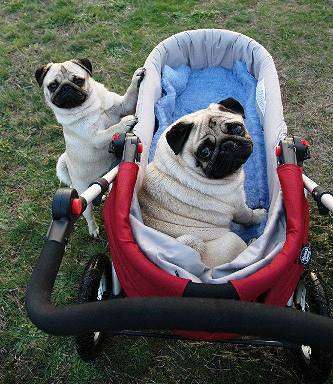 pug in a pram