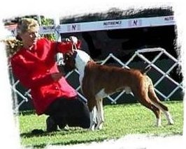 Click for Boxer website