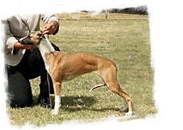 Click for Whippet website
