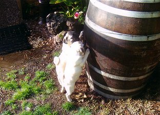 Pugs are always a barrel of fun!