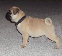 Jack the Pug!