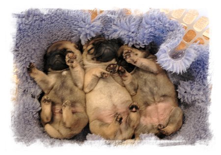 4 week old Pug Puppies